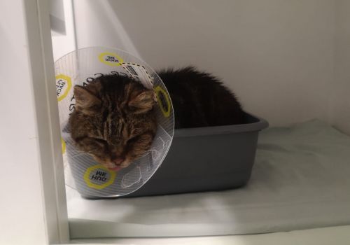 Bezšķirnes - attēls