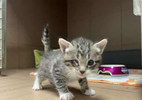 Bezšķirnes - attēls