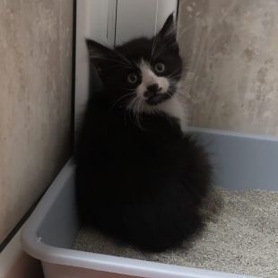 Bezšķirnes - attēls