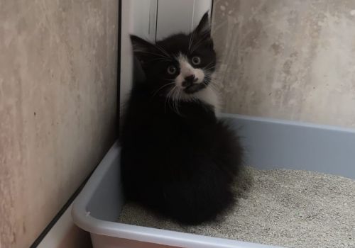 Bezšķirnes - attēls