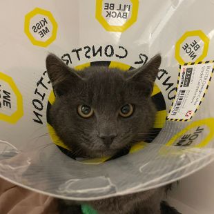 Bezšķirnes - attēls