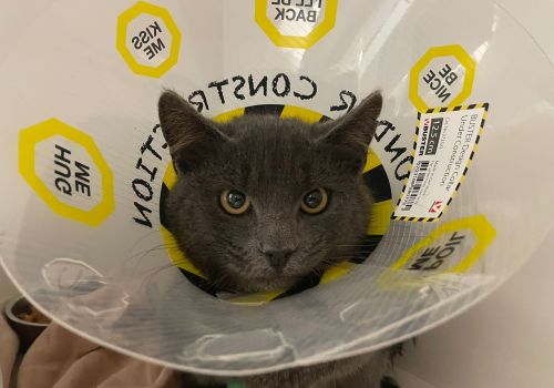 Bezšķirnes - attēls