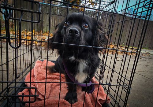 Bezšķirnes - attēls