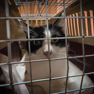 Bezšķirnes - attēls