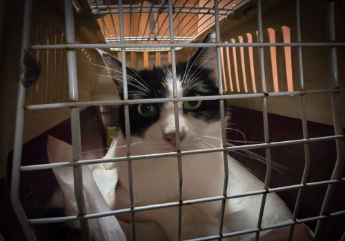 Bezšķirnes - attēls