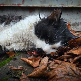 Bezšķirnes - attēls