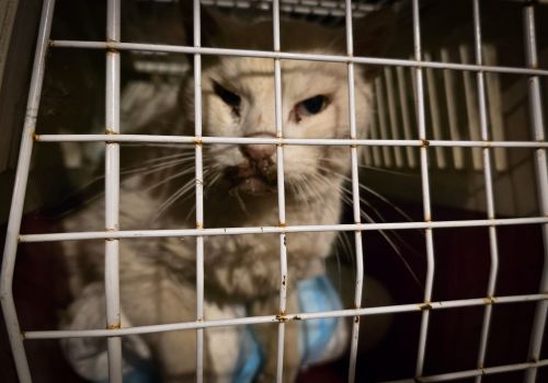 Bezšķirnes - attēls