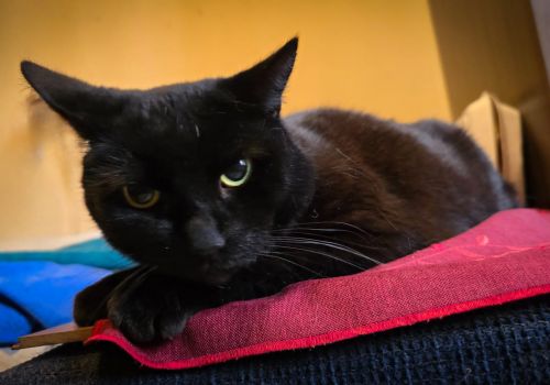 Bezšķirnes - attēls