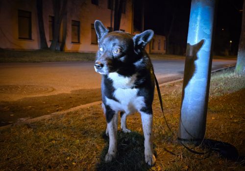 Bezšķirnes - attēls