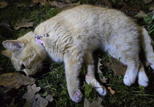 Bezšķirnes - attēls