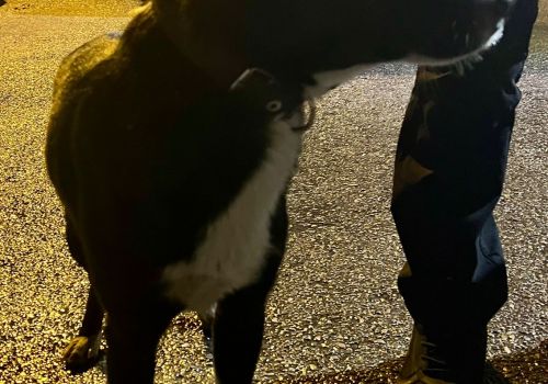 Bezšķirnes - attēls