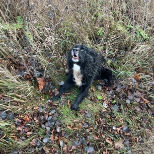 Bezšķirnes - attēls