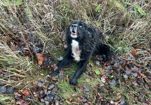 Bezšķirnes - attēls