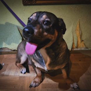 Bezšķirnes - attēls