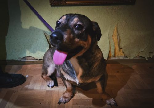 Bezšķirnes - attēls