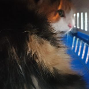 Bezšķirnes - attēls