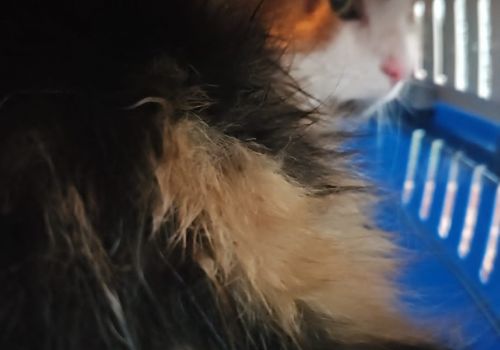 Bezšķirnes - attēls