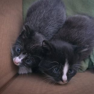 Bezšķirnes - attēls