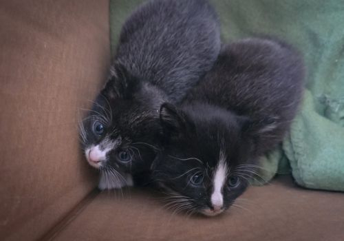 Bezšķirnes - attēls