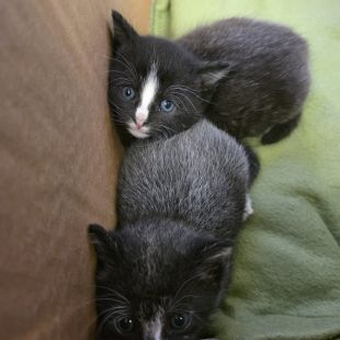 Bezšķirnes - attēls