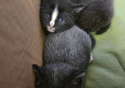 Bezšķirnes - attēls