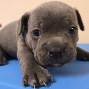 Bezšķirnes - attēls