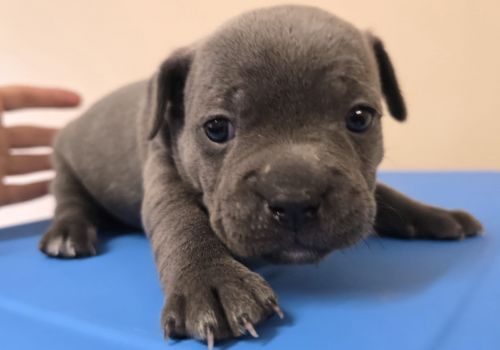 Bezšķirnes - attēls