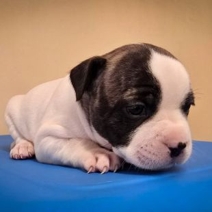 Bezšķirnes - attēls