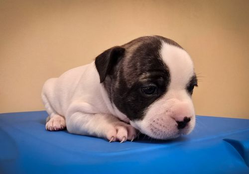 Bezšķirnes - attēls