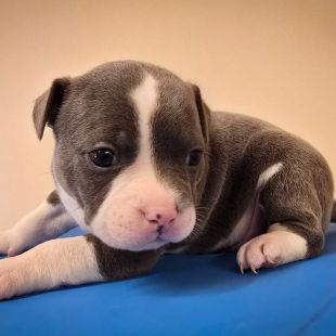 Bezšķirnes - attēls