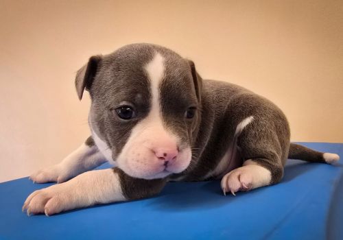 Bezšķirnes - attēls