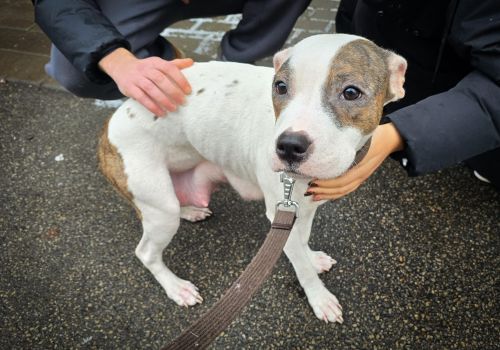 Bezšķirnes - attēls