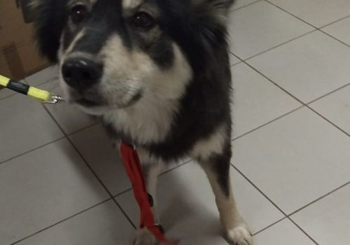 Bezšķirnes - attēls