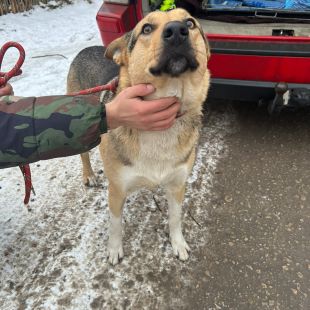 Bezšķirnes - attēls