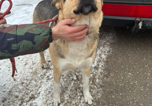 Bezšķirnes - attēls