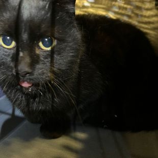 Bezšķirnes - attēls