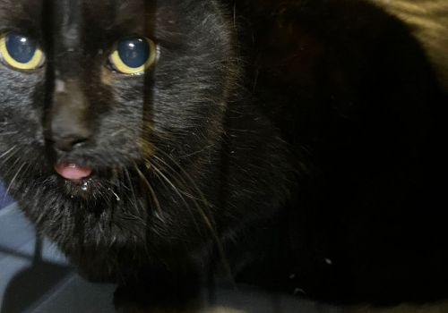 Bezšķirnes - attēls