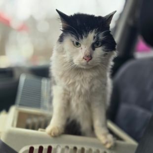 Bezšķirnes - attēls