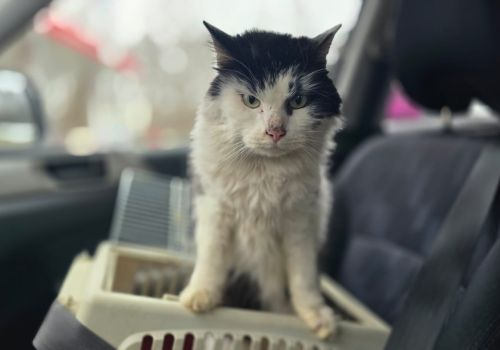 Bezšķirnes - attēls