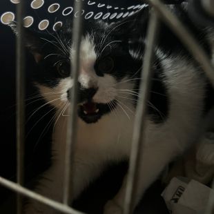 Bezšķirnes - attēls