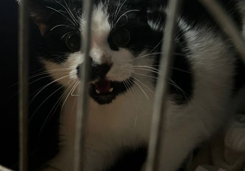 Bezšķirnes - attēls