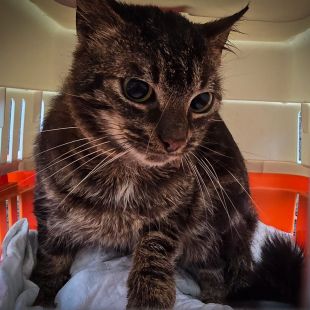 Bezšķirnes - attēls