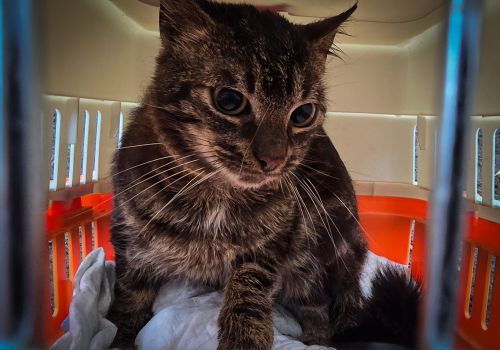 Bezšķirnes - attēls