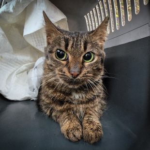 Bezšķirnes - attēls