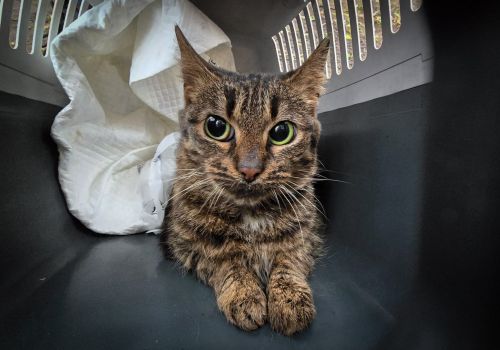 Bezšķirnes - attēls