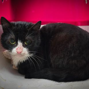 Bezšķirnes - attēls