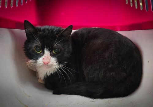 Bezšķirnes - attēls