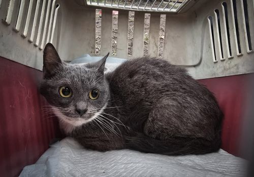 Bezšķirnes - attēls