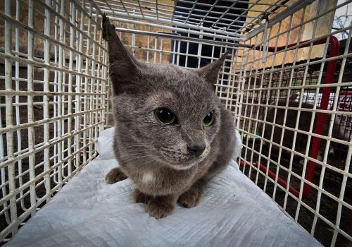 Bezšķirnes - attēls