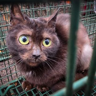 Bezšķirnes - attēls